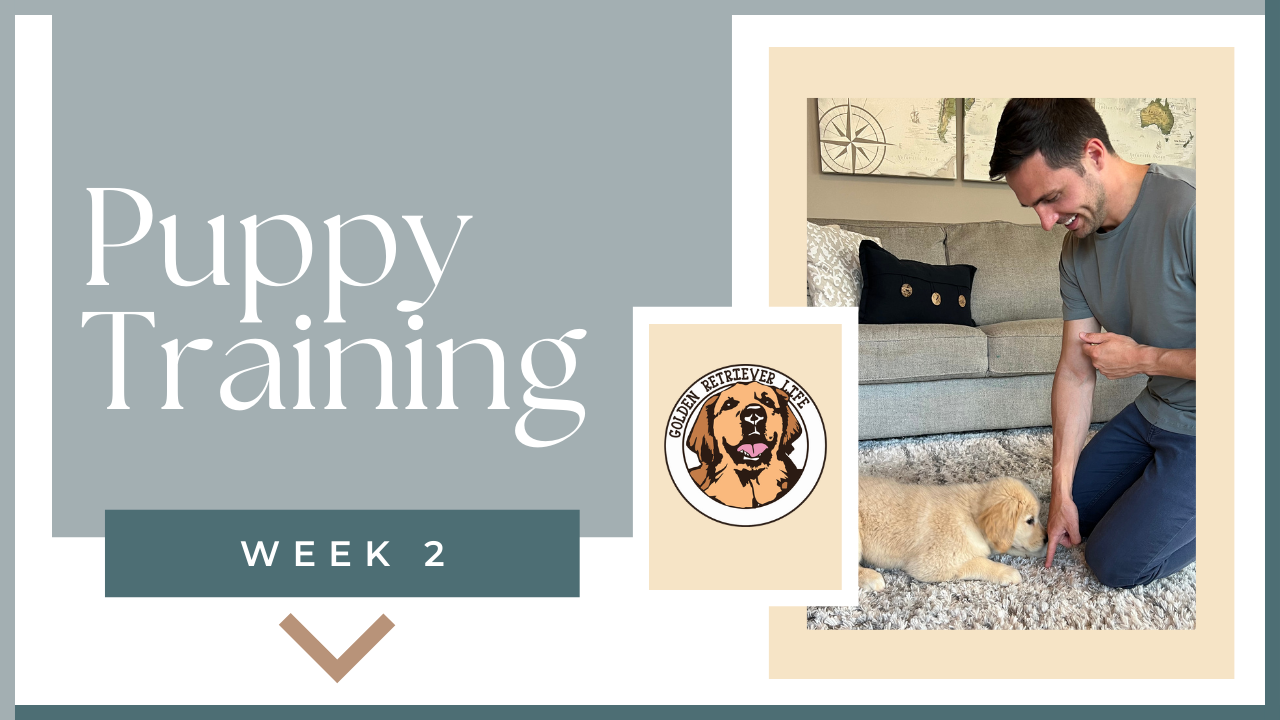 Puppy Training Week 1 Transform Your Puppy into a Well Trained